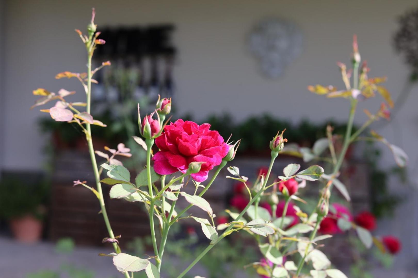 Braida Wine Resort Rocchetta Tanaro Екстериор снимка